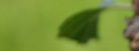 sliwka
