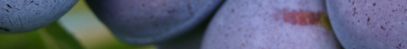 sliwka
