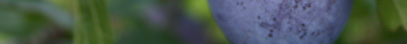 sliwki